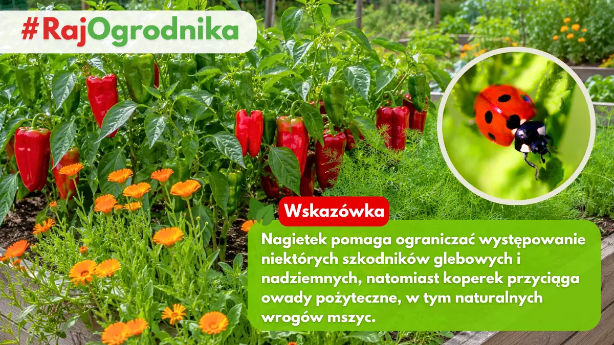Dlaczego warto sadzić paprykę z koprem i nagietkiem na jednej grządce blog sklep rajogrodnika